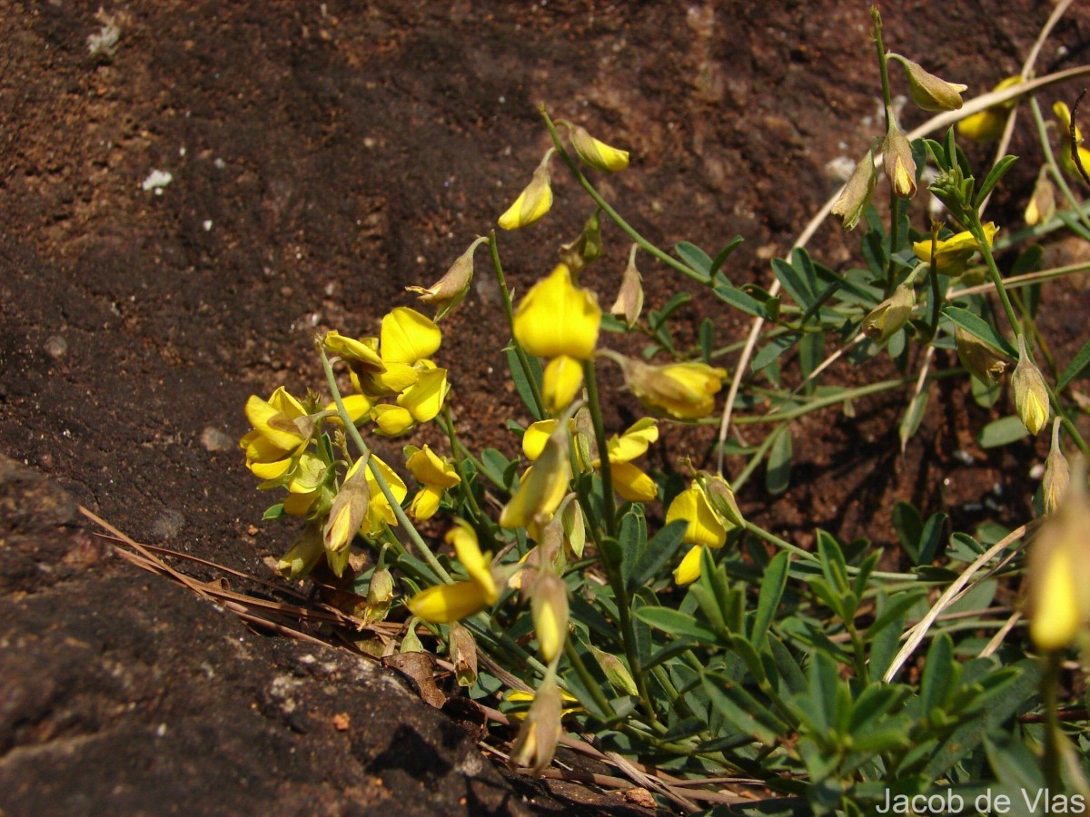 Crotalaria albida B.Heyne ex Roth